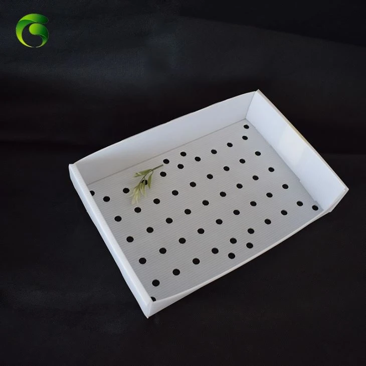 Corflute Shrimp Packing Box