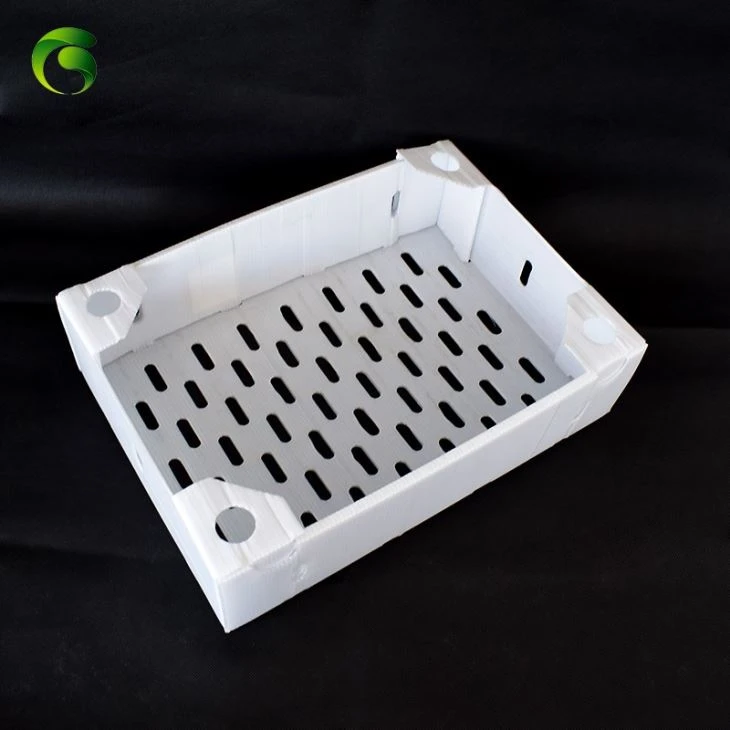Corflute Shrimp Packing Box